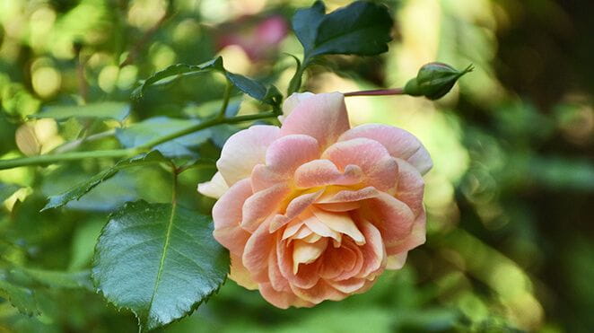 Colombier-fiche-activites-culture-jardin-botanique-fernez-bloc1-petite